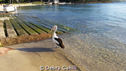 Pelican by the sea Port Stevens New South Wales by Debra Cahill 